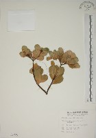 南嶺蕘花藏品圖，第1張