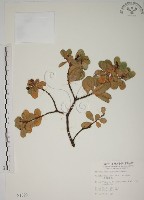 南嶺蕘花藏品圖，第1張