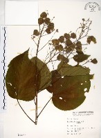 克蘭樹藏品圖，第1張