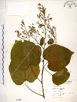 克蘭樹藏品圖，第1張