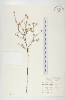 狗娃花藏品圖，第1張