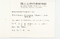 狗娃花藏品圖，第2張