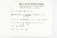 狗娃花藏品圖，第2張