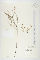 狗娃花藏品圖，第1張