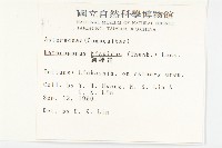 狗娃花藏品圖，第2張