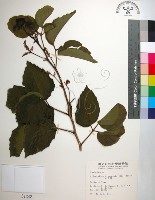 止宮樹藏品圖，第1張