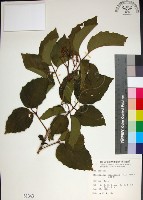 止宮樹藏品圖，第1張