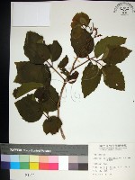 止宮樹藏品圖，第1張