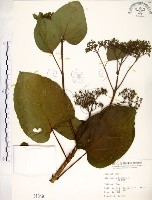 克蘭樹藏品圖，第1張