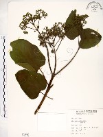 克蘭樹藏品圖，第1張