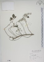 海埔姜藏品圖，第1張