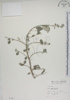 海埔姜藏品圖，第1張