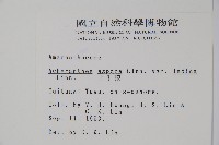 印度牛膝、土牛藤藏品圖，第2張