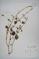 印度牛膝、土牛藤藏品圖，第1張