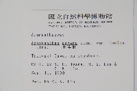 印度牛膝、土牛藤藏品圖，第2張