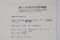 印度牛膝、土牛藤藏品圖，第2張