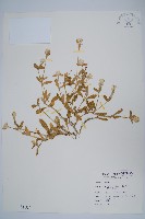 假千日紅藏品圖，第1張