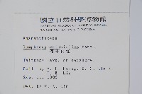假千日紅藏品圖，第2張