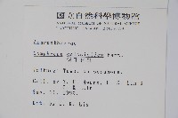 假千日紅藏品圖，第2張