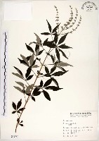 黃荊藏品圖，第1張
