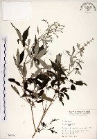 黃荊藏品圖，第1張