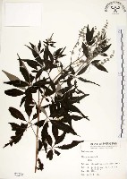 黃荊藏品圖，第1張