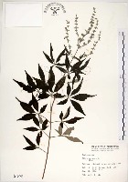 黃荊藏品圖，第1張