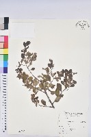 白飯樹藏品圖，第1張