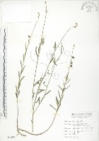 線葉野百合藏品圖，第1張