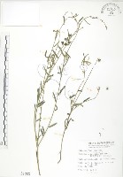 線葉野百合藏品圖，第1張