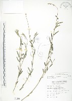 線葉野百合藏品圖，第1張