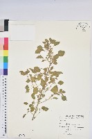 鐵莧菜藏品圖，第1張