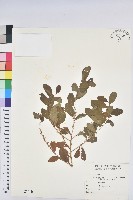 白飯樹藏品圖，第1張