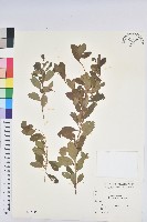 白飯樹藏品圖，第1張