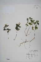 九頭獅子草藏品圖，第1張