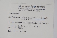 九頭獅子草藏品圖，第2張