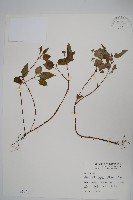 九頭獅子草藏品圖，第1張