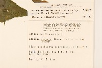田代氏澤蘭藏品圖，第2張