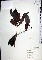 樹杞藏品圖，第1張