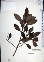 樹杞藏品圖，第1張