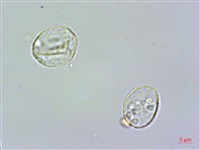 長柄冷水麻藏品圖，第2張