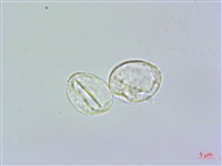 長柄冷水麻藏品圖，第3張