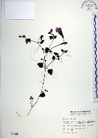 倒地蜈蚣、四角銅鑼藏品圖，第1張