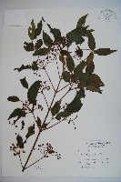 呂宋莢迷藏品圖，第1張