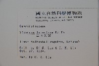 呂宋莢迷藏品圖，第2張