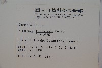 呂宋莢迷藏品圖，第2張