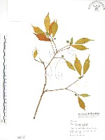 天仙果、臺灣榕藏品圖，第1張