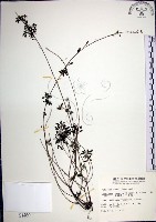 鐵掃帚、千里光藏品圖，第1張