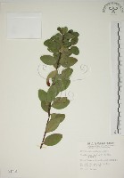 南嶺蕘花藏品圖，第1張