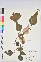 白匏子藏品圖，第1張